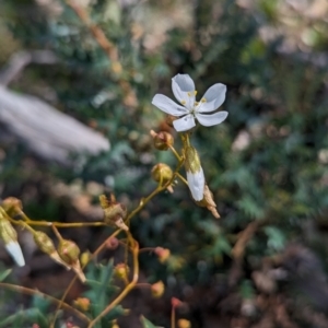 Drosera macrantha at Dryandra Woodland National Park - 10 Sep 2023