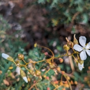 Drosera macrantha at Dryandra Woodland National Park - 10 Sep 2023