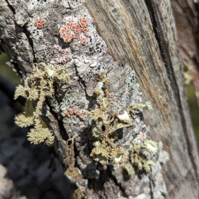 Unverified Lichen at Williams, WA - 10 Sep 2023 by HelenCross