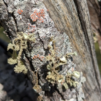 Unidentified Lichen at Dryandra Woodland National Park - 10 Sep 2023 by HelenCross