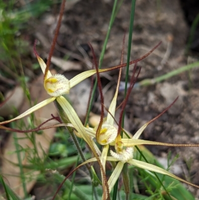Caladenia xantha (Primrose Spider Orchid) at Williams, WA - 9 Sep 2023 by HelenCross