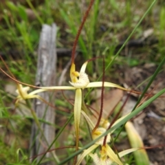 Caladenia xantha at Williams, WA - 10 Sep 2023