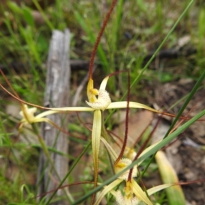 Caladenia xantha at Williams, WA - 10 Sep 2023