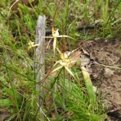 Caladenia xantha at Williams, WA - 10 Sep 2023