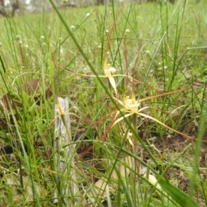 Caladenia xantha at Williams, WA - 10 Sep 2023