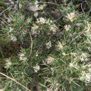 Hakea lissocarpha at Williams, WA - 10 Sep 2023 11:48 AM