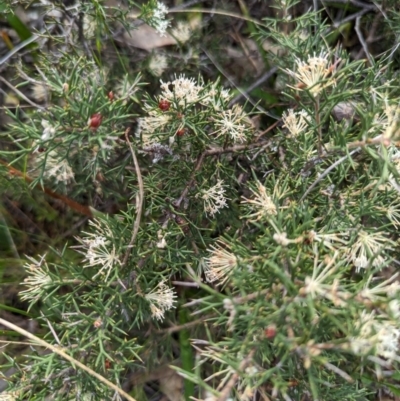 Hakea lissocarpha (Honey Bush) at Dryandra Woodland National Park - 10 Sep 2023 by HelenCross