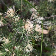 Hakea lissocarpha at Williams, WA - 10 Sep 2023 11:48 AM