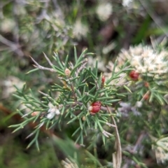 Hakea lissocarpha at Williams, WA - 10 Sep 2023 11:48 AM