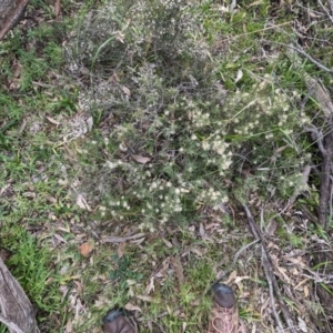 Hakea lissocarpha at Williams, WA - 10 Sep 2023 11:48 AM