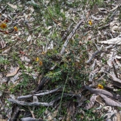 Bossiaea eriocarpa (Common Brown Pea) at Dryandra Woodland National Park - 10 Sep 2023 by HelenCross