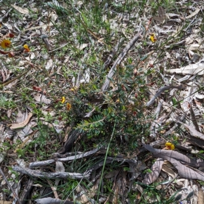 Unidentified Pea at Williams, WA - 10 Sep 2023 by HelenCross