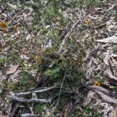 Bossiaea eriocarpa at Dryandra Woodland National Park - 10 Sep 2023 by HelenCross