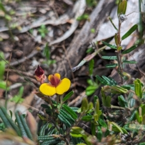 Bossiaea eriocarpa at Dryandra Woodland National Park - 10 Sep 2023