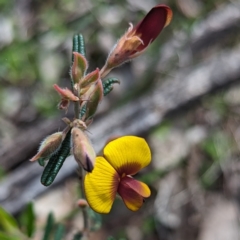 Bossiaea eriocarpa at Dryandra Woodland National Park - 10 Sep 2023 11:48 AM