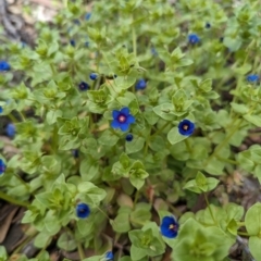 Lysimachia loeflingii (Blue Pimpernel) at Williams, WA - 10 Sep 2023 by HelenCross