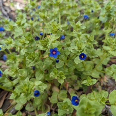 Lysimachia loeflingii (Blue Pimpernel) at Williams, WA - 10 Sep 2023 by HelenCross