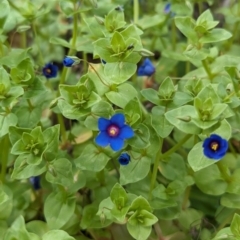 Lysimachia loeflingii at Dryandra Woodland National Park - 10 Sep 2023 11:45 AM