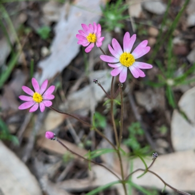 Lawrencella rosea at Dryandra Woodland National Park - 10 Sep 2023 by HelenCross