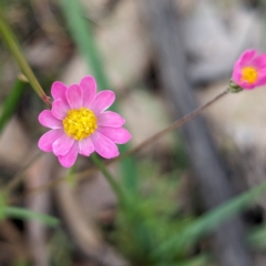 Lawrencella rosea at Williams, WA - 10 Sep 2023 11:41 AM