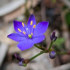 Chamaescilla corymbosa (Blue Stars) at Dryandra Woodland National Park - 10 Sep 2023 by HelenCross