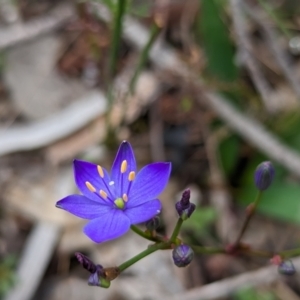 Chamaescilla corymbosa at Williams, WA - 10 Sep 2023