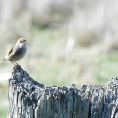 Malurus cyaneus (Superb Fairywren) at Symonston, ACT - 13 Sep 2023 by CallumBraeRuralProperty