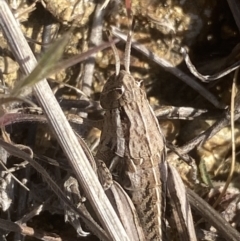 Perunga ochracea (Perunga grasshopper, Cross-dressing Grasshopper) at Molonglo River Reserve - 13 Sep 2023 by Steve_Bok