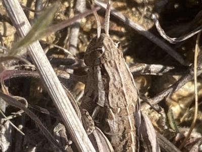 Perunga ochracea (Perunga grasshopper, Cross-dressing Grasshopper) at Molonglo, ACT - 13 Sep 2023 by SteveBorkowskis