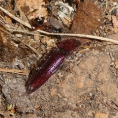 Hapatesus sp. (genus) (Hapatesus click beetle) at Mongarlowe River - 3 Sep 2023 by arjay