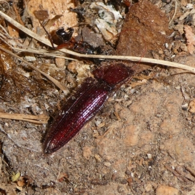 Hapatesus sp. (genus) (Hapatesus click beetle) at QPRC LGA - 3 Sep 2023 by arjay