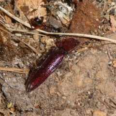 Hapatesus sp. (genus) (Hapatesus click beetle) at Charleys Forest, NSW - 3 Sep 2023 by arjay