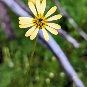 Ursinia anthemoides at Dryandra, WA - 10 Sep 2023