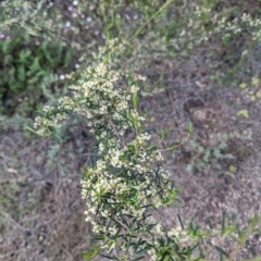 Trymalium ledifolium at Dryandra, WA - 10 Sep 2023 by HelenCross