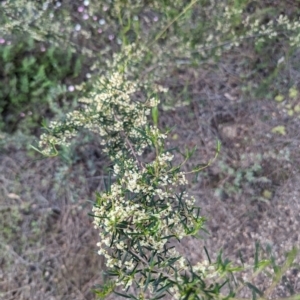 Trymalium ledifolium at Dryandra, WA - 10 Sep 2023 06:48 PM