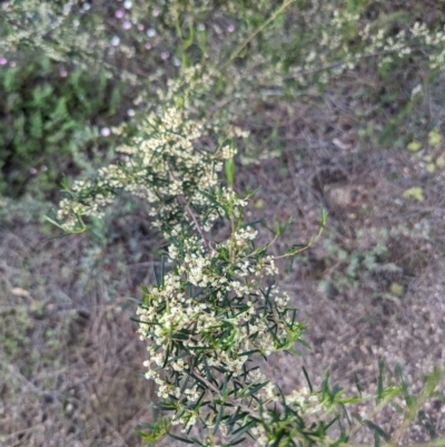 Trymalium ledifolium at Dryandra, WA - 10 Sep 2023 by HelenCross