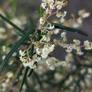 Trymalium ledifolium at Dryandra, WA - 10 Sep 2023 06:48 PM