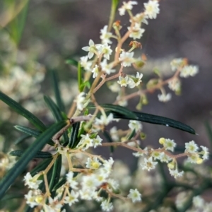 Trymalium ledifolium at Dryandra, WA - 10 Sep 2023 06:48 PM