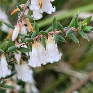 Leucopogon fletcheri subsp. brevisepalus at O'Connor, ACT - 13 Sep 2023