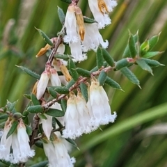 Leucopogon fletcheri subsp. brevisepalus at O'Connor, ACT - 13 Sep 2023