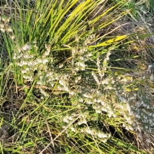 Styphelia fletcheri subsp. brevisepala at O'Connor, ACT - 13 Sep 2023