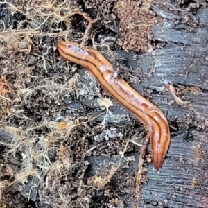 Anzoplana trilineata at O'Connor, ACT - 13 Sep 2023