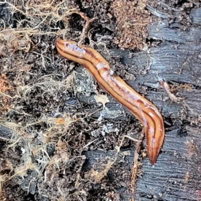 Anzoplana trilineata (A Flatworm) at O'Connor, ACT - 13 Sep 2023 by trevorpreston