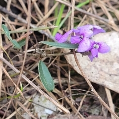 Hovea heterophylla (Common Hovea) at O'Connor, ACT - 13 Sep 2023 by trevorpreston