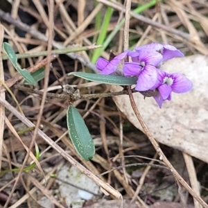 Hovea heterophylla at O'Connor, ACT - 13 Sep 2023 04:25 PM