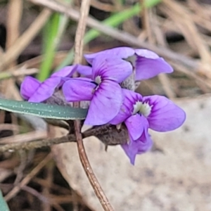 Hovea heterophylla at O'Connor, ACT - 13 Sep 2023