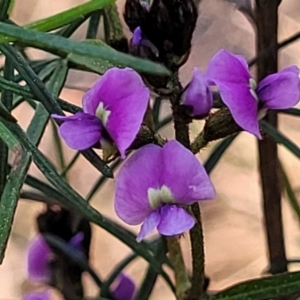 Glycine clandestina at O'Connor, ACT - 13 Sep 2023 04:25 PM