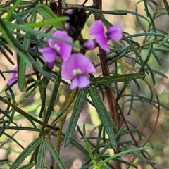 Glycine clandestina at O'Connor, ACT - 13 Sep 2023 04:25 PM