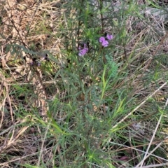 Glycine clandestina at O'Connor, ACT - 13 Sep 2023