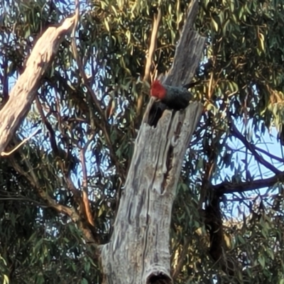 Callocephalon fimbriatum (Gang-gang Cockatoo) at Banksia Street Wetland Corridor - 13 Sep 2023 by trevorpreston